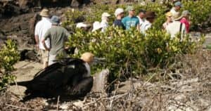In einer Kleingruppe mit einem Naturführer auf der Galapagos-Insel Nord Seymour unterwegs