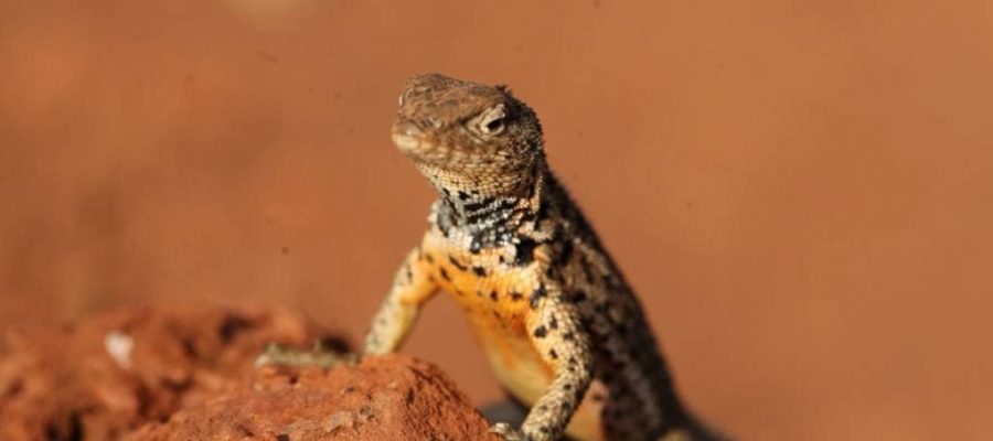 Galapagos Island of Rabida is home to cute lava lizards