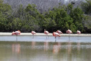 Flamingos in der Salzwasser-Lagune der Galapagos-Insel La Rábida