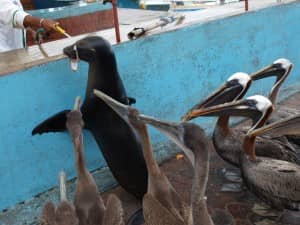 Was gibt es zum Mittagessen? - Neugierige Inselbewohner auf Santa Cruz, Galapagos