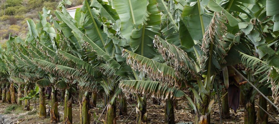Bananen-Plantagen - Ecuador-Reisen – Küste und Traumstrände entdecken