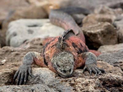 Galapagos island Fernandina is home to the colourful Marine Iguana