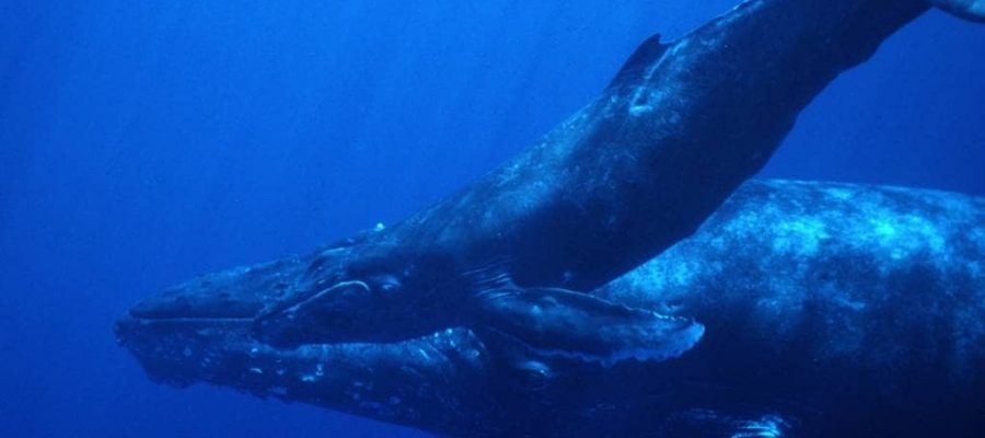 Humpback Whales migrate through the Galapagos Islands