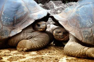Die imposanten Riesenschildkröten auf Galapagos
