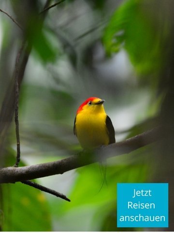 Für den bekennenden Vogelliebhaber: Ornithologische Reisen nach Ecuador und die Galapagos Inseln