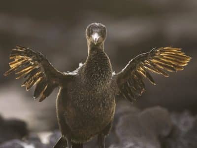 The flightless Cormorant on the Galapagos Islands