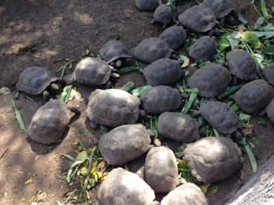 Isabela Schildkrötenaufzuchtstation