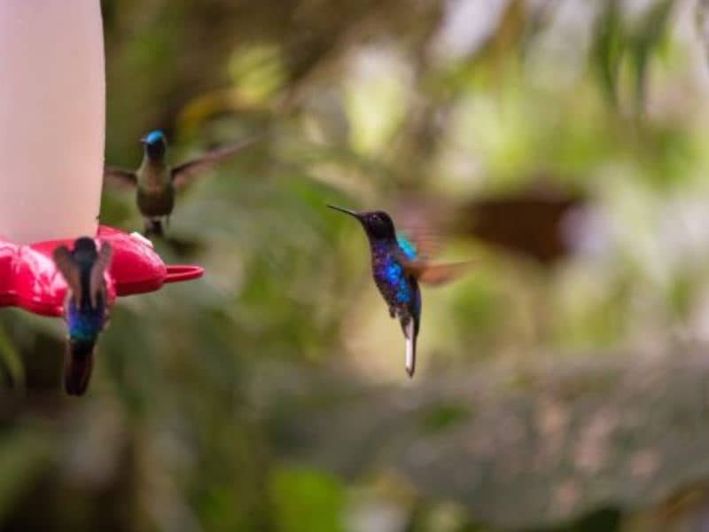 Galapagos PRO Mashpi Lodge hummingbirds