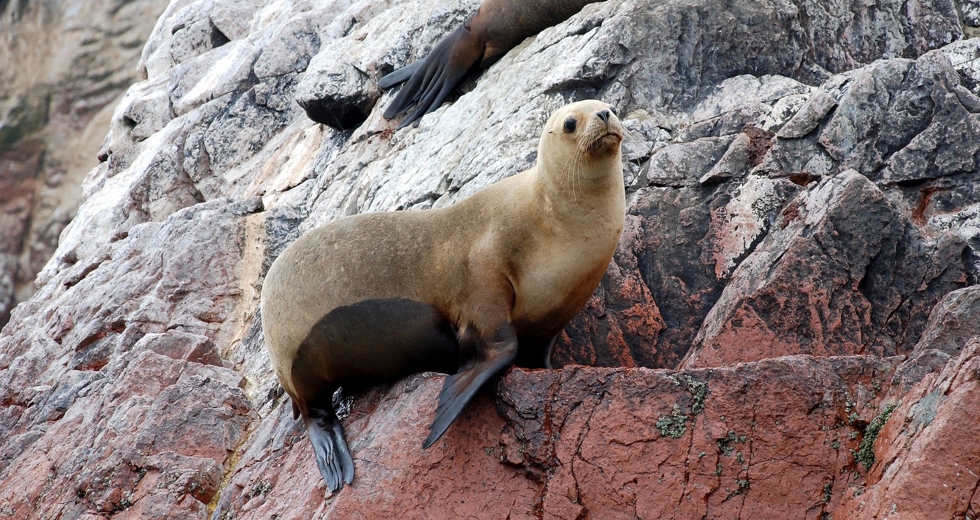 Seelöwe auf den Ballestas Inseln - Top 10 Sehenswürdigkeiten Peru Küste