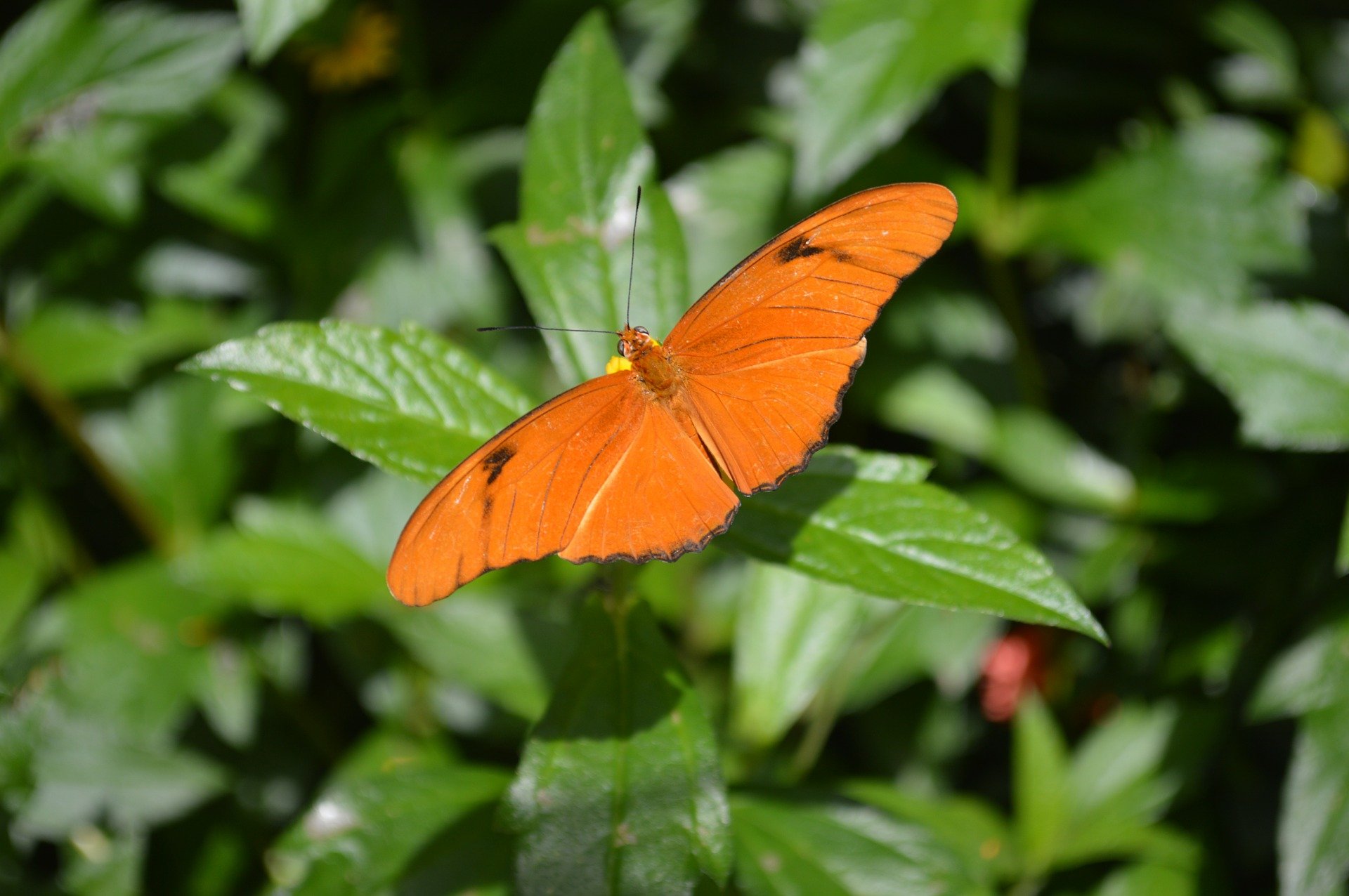 Grellorange Schmetterlinge - Top 10 Sehenswürdigkeiten im Amazonas-Gebiet Perus