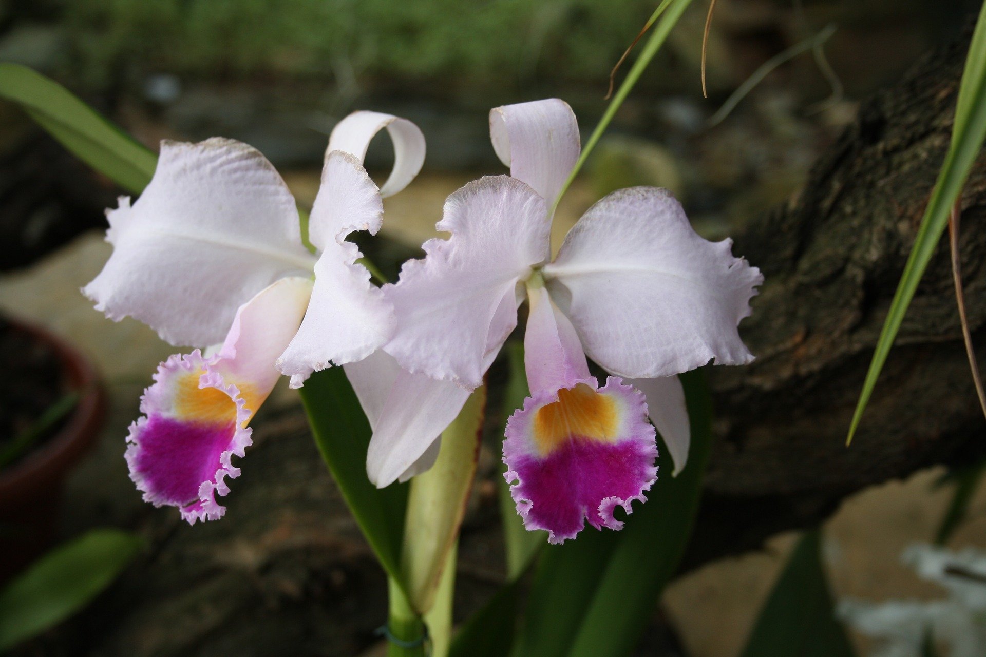 Zahlreiche Orchideenarten - Top 10 Sehenswürdigkeiten im Amazonas-Gebiet Perus