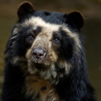 Spectacled Bear / Brillenbär