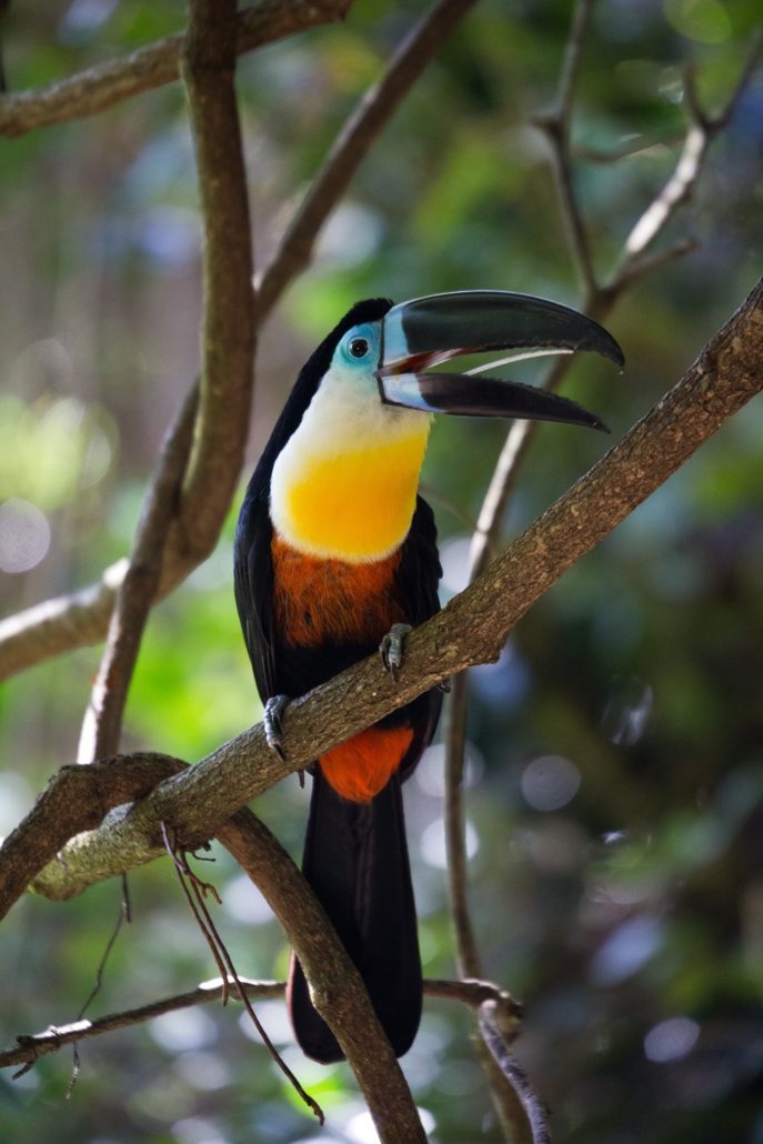 Toucan Ecuador