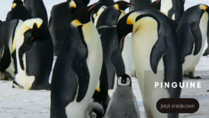 Tierwelten Pinguine - Galapagos PRO