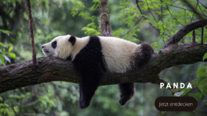 Tierwelten Panda - Galapagos PRO
