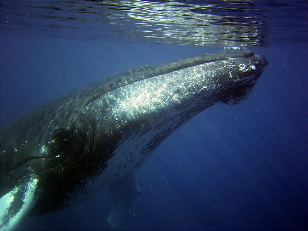 Wale mit Galapagos PRO entdecken - Buckelwal