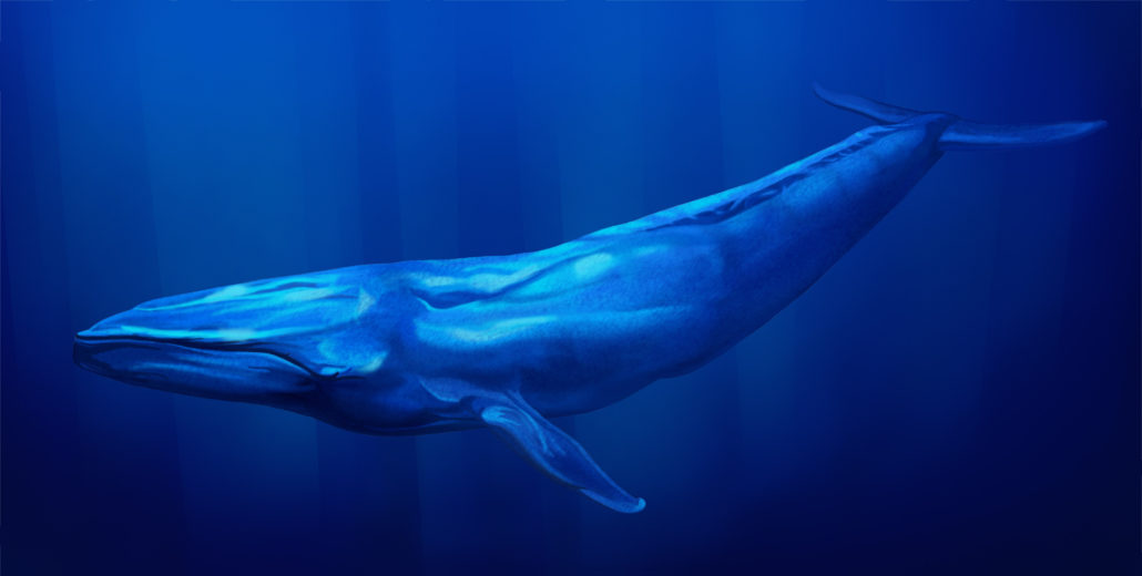 Wale mit Galapagos PRO entdecken - Blauwal