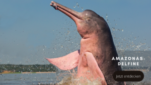Tierwelten Amazonas-Flussdelfin - Galapagos PRO