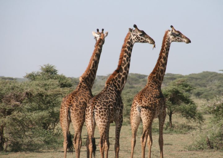 Giraffen mit Galapagos PRO entdecken