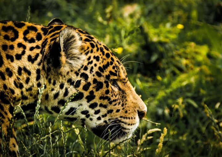 Jaguar mit Galapagos PRO entdecken