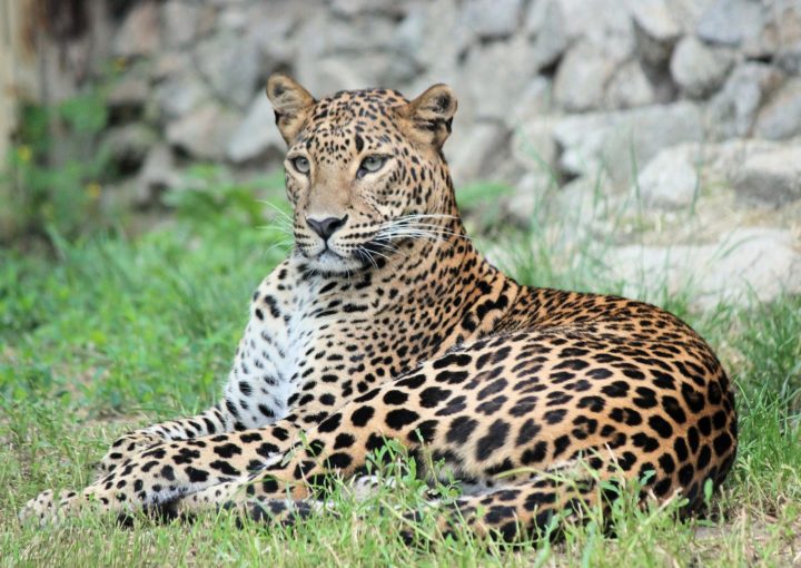Leoparden mit Galapagos PRO entdecken