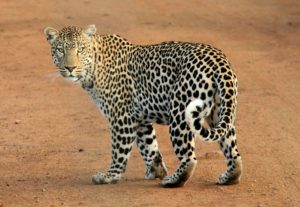 Leoparden mit Galapagos PRO entdecken