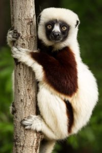 Lemuren auf Madagaskar
