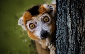 Entdecken Sie den Maki Lemuren auf Madagaskar