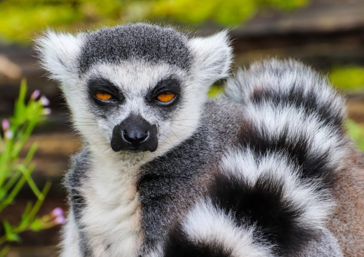 Reisen Sie jetzt mit Galapagos PRO und entdecken Sie Lemuren