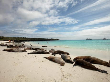 Schlafende Seelöwenkolonie in Española