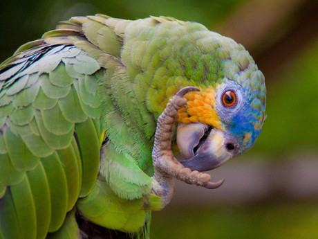 Papagaien im Yasuní  Nationalpark