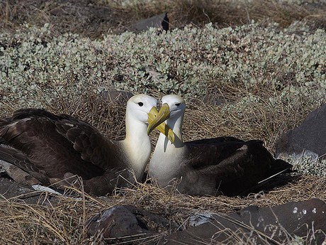 Albatros-Paar