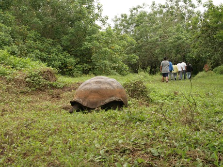 Riesenschildkröte im Hochland