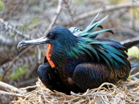 männlicher Fregattvogel auf Galapagos