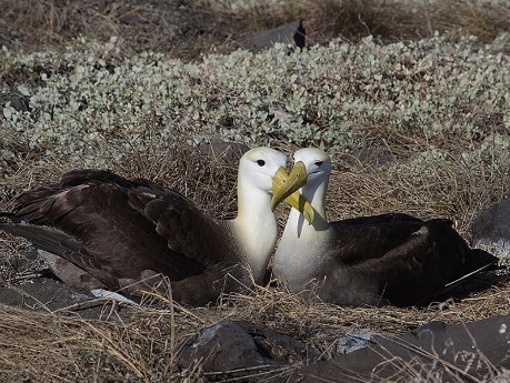 Albatrosse auf Española